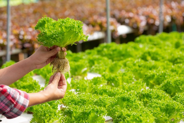sistema-hidroponia-siembra-vegetales-hierbas-usar-tierra-salud_1150-8153