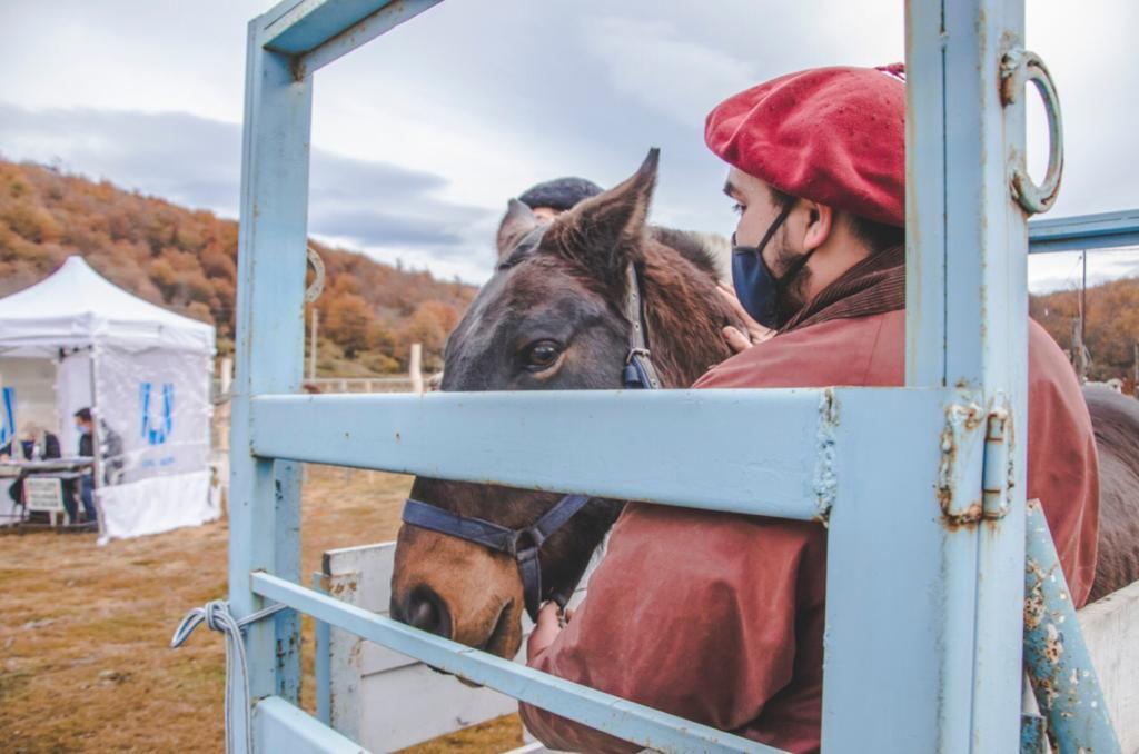 Muni Ushuaia caballo
