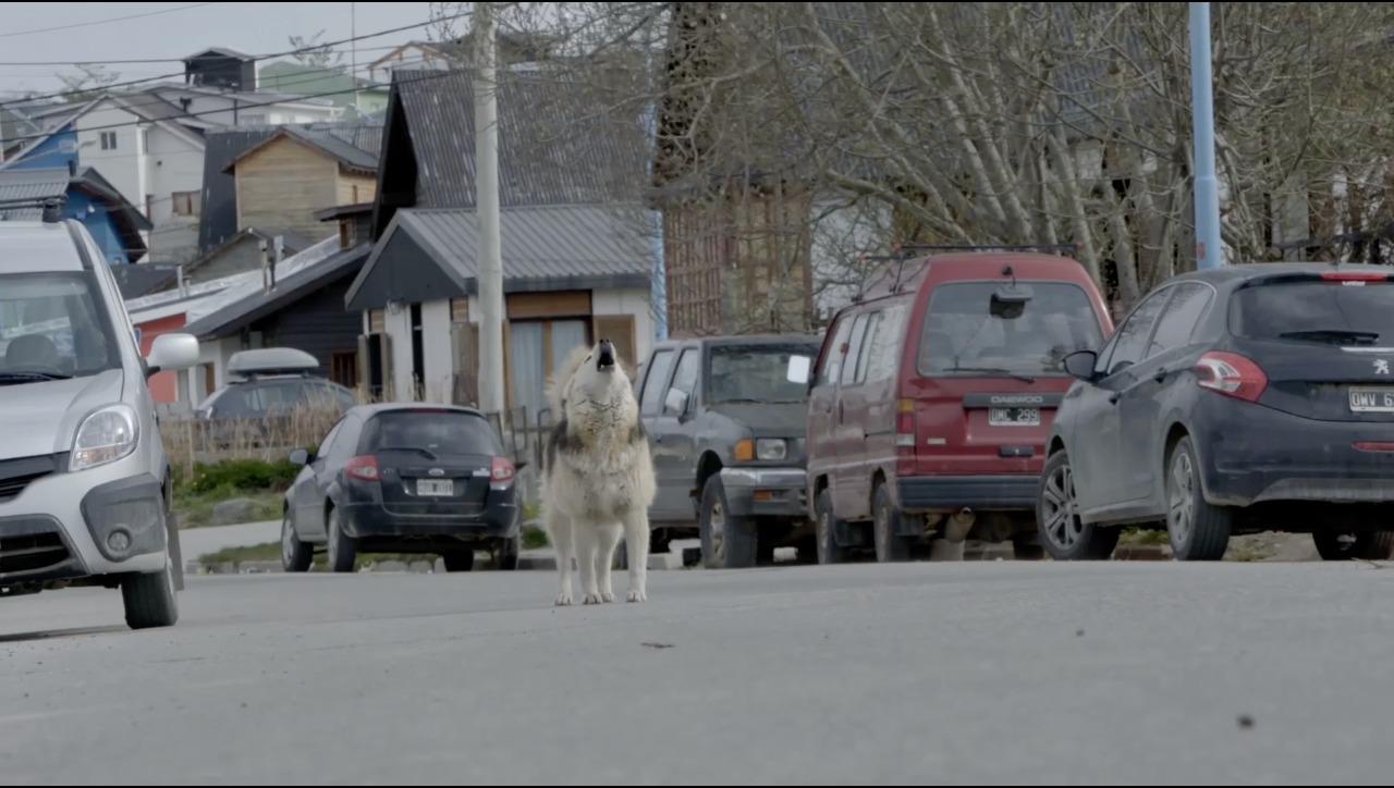 Perro de la calle Ushuaia