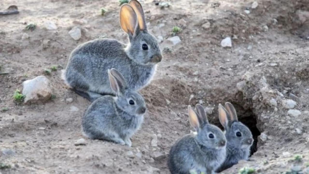 Conejos
