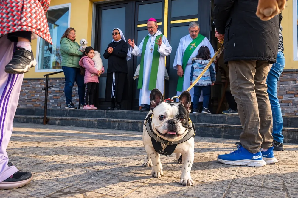 Bendición de animales 