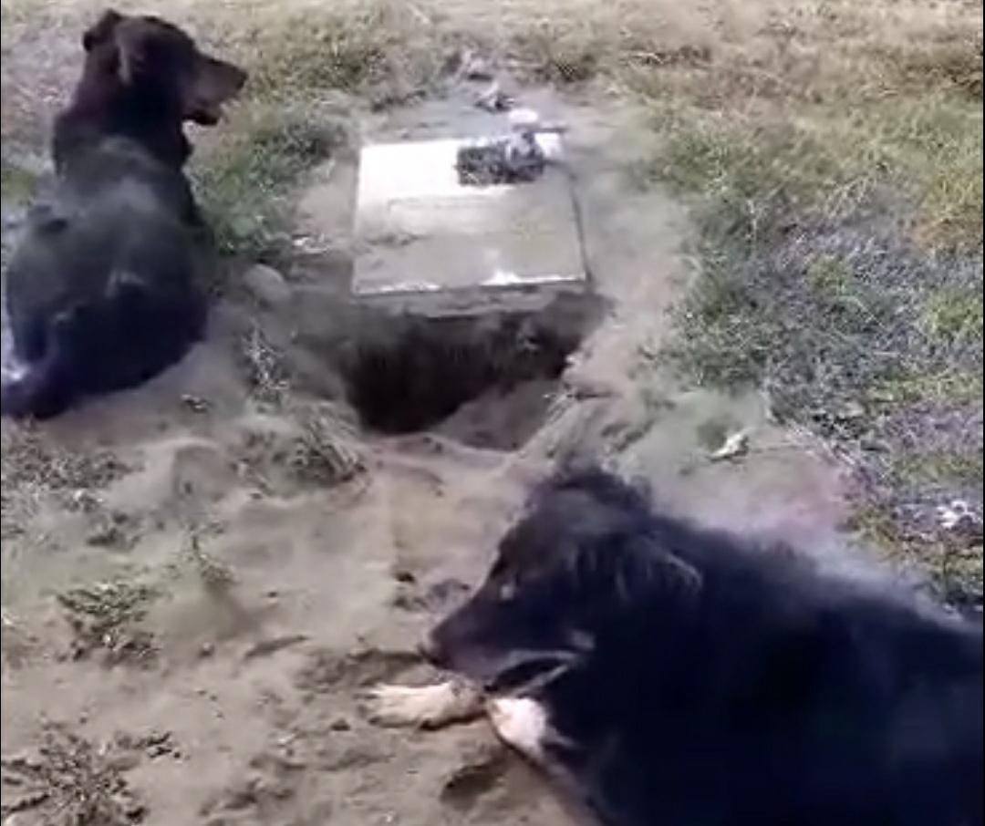 Excavaron tumba perros