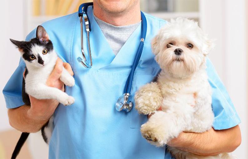 veterinario-perro-gato