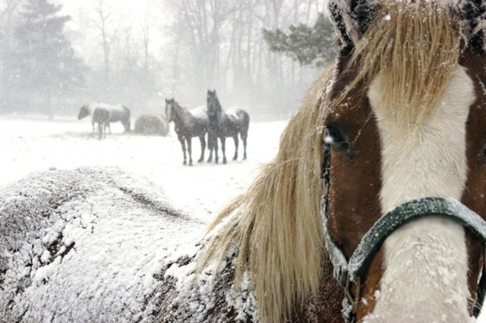 Caballos bajo nieve