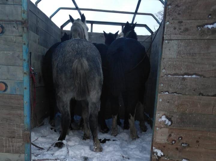 Caballos guardados