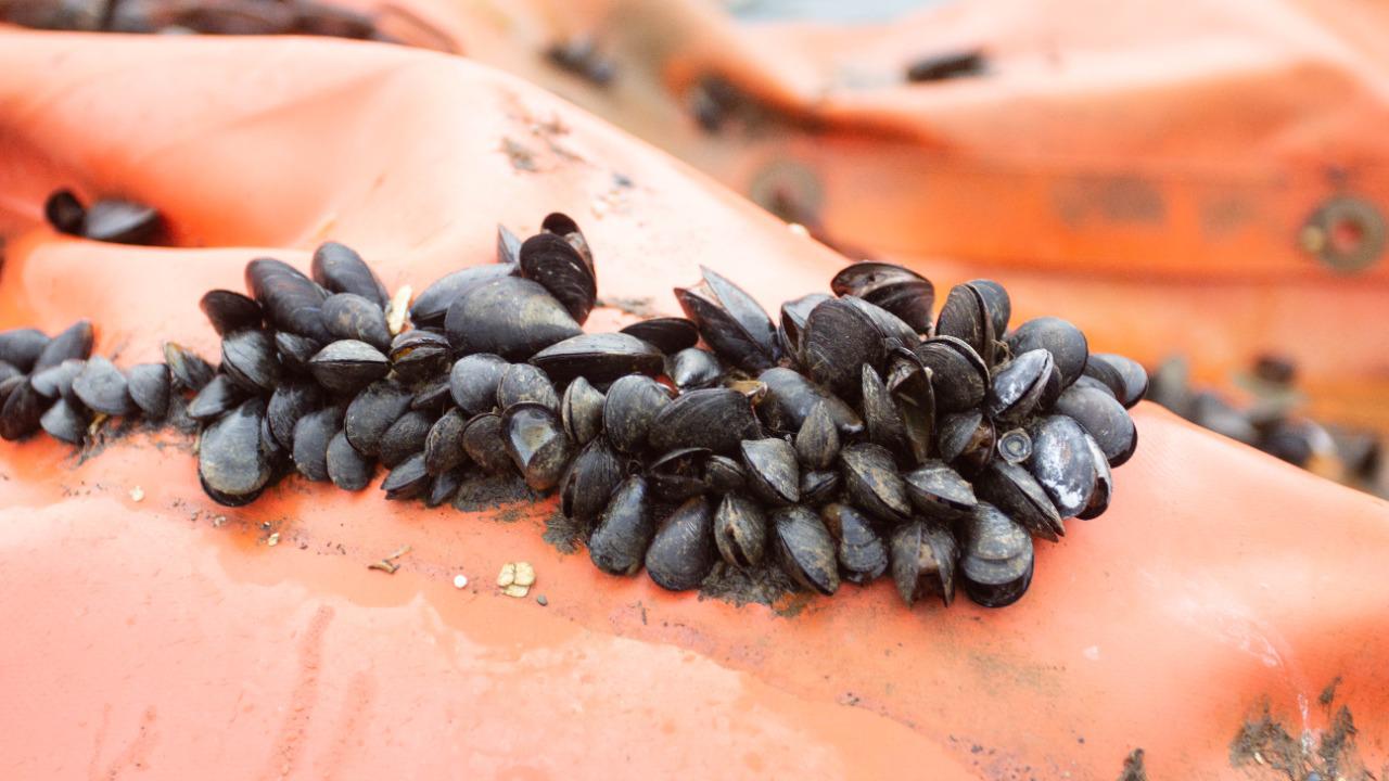 Recordaron que está terminantemente prohibido el consumo de mariscos  provenientes de áreas naturales de Tierra del Fuego