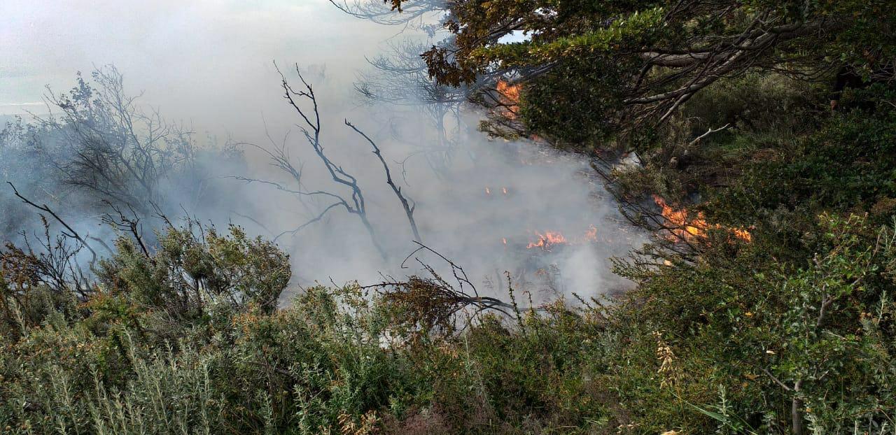 Incendio forestal