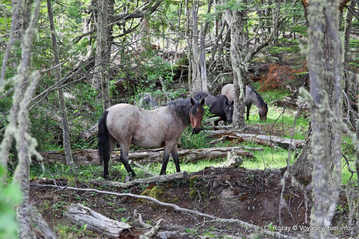 Caballos bosques