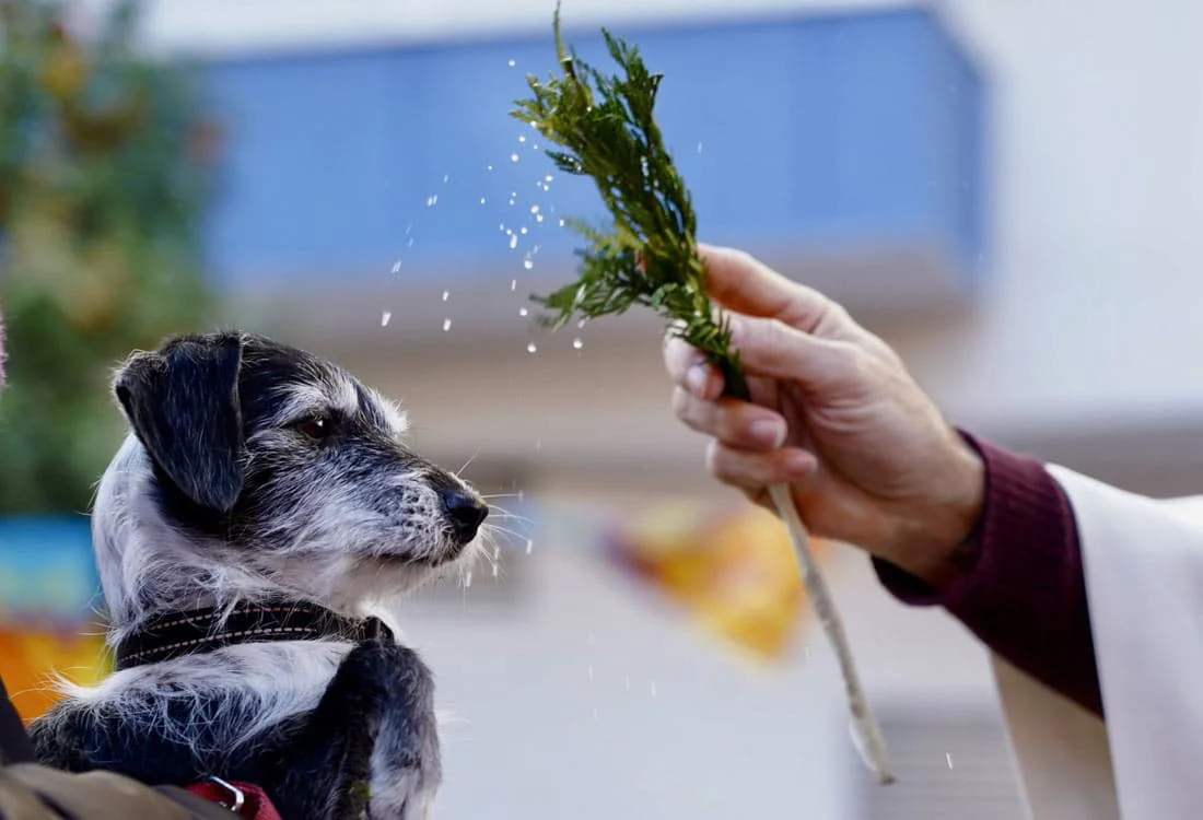 Bendición de animales 