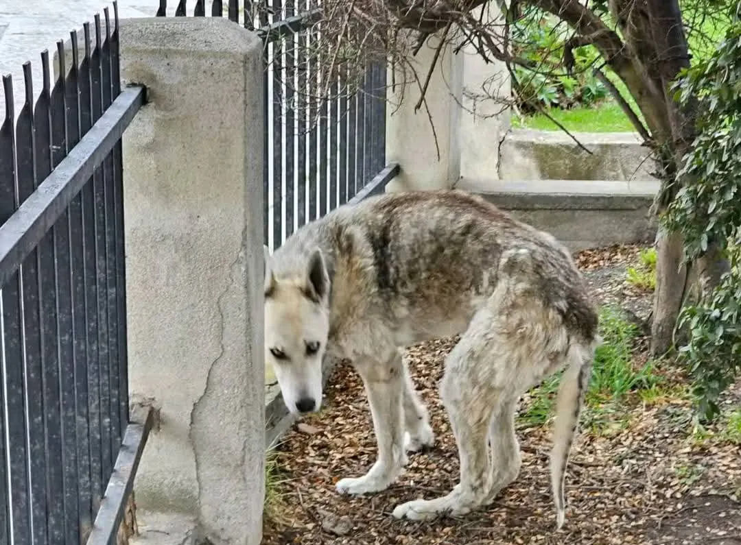 FB_IMG_1748393336006