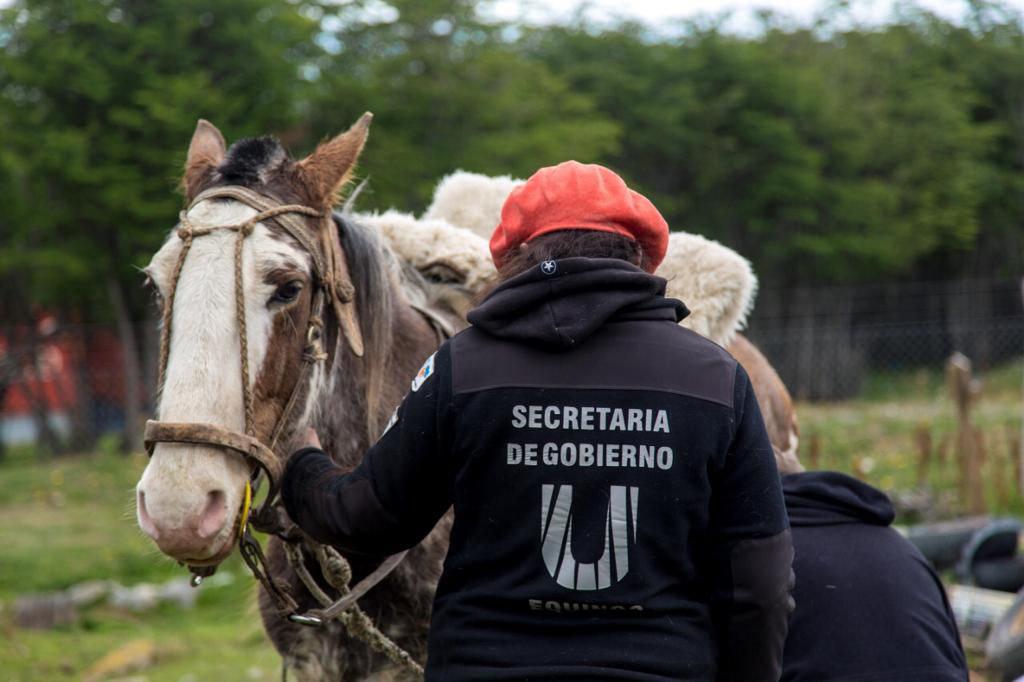Secretaria de Gobierno ushuaia caballos