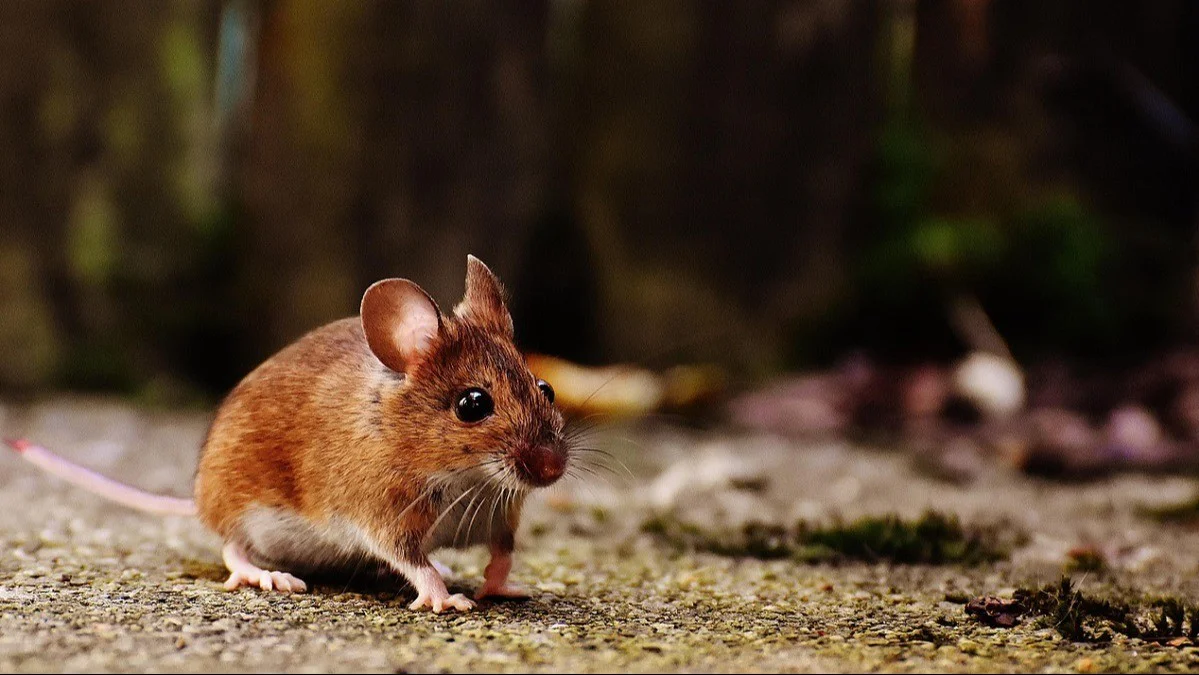 Rata