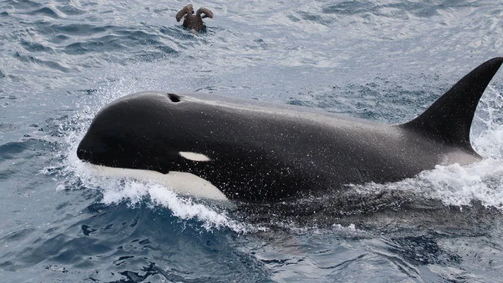 Orcas
