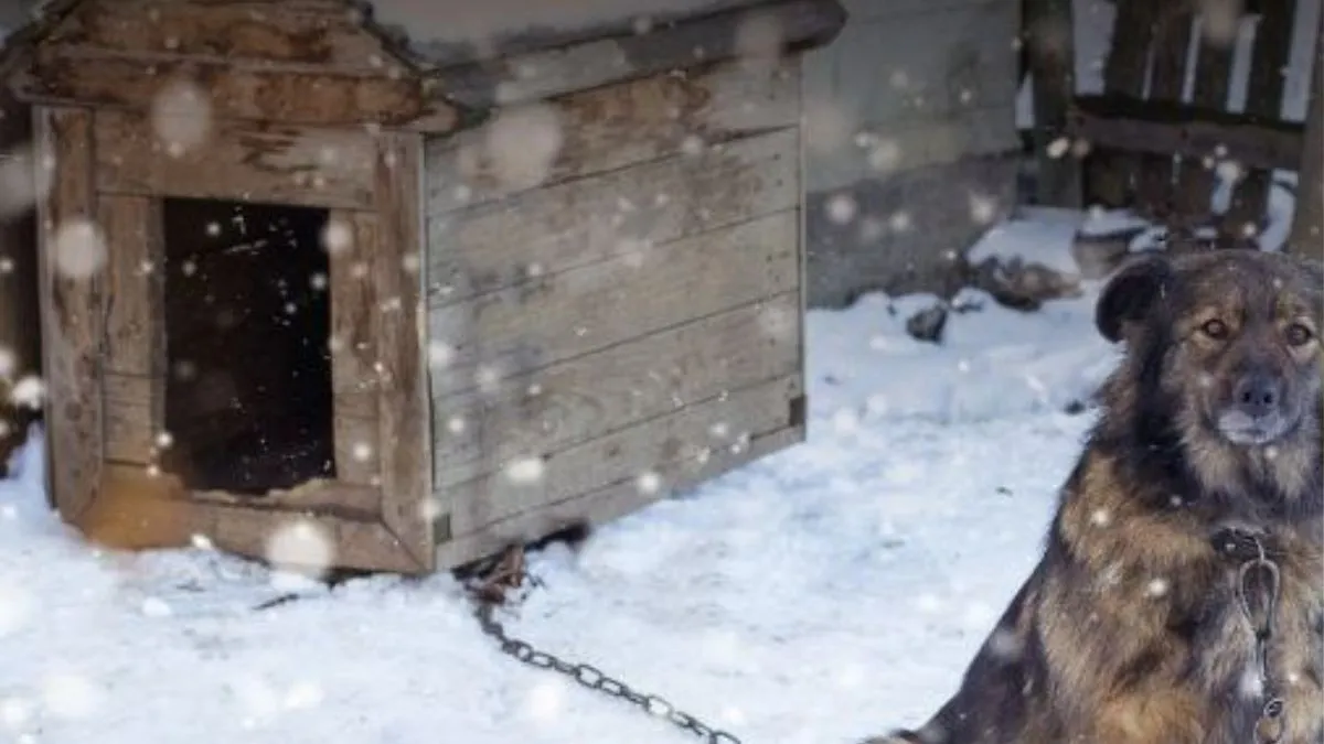 Cuchas nieve Ushuaia