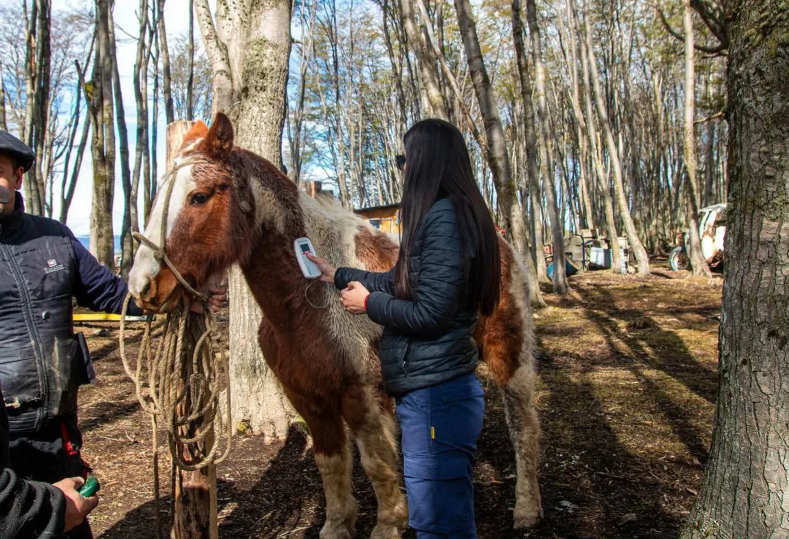 Chipeo equinos