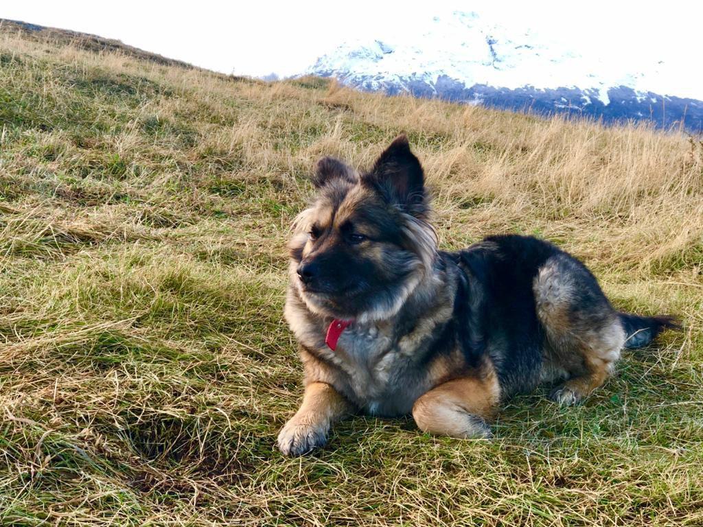 Perro paisaje