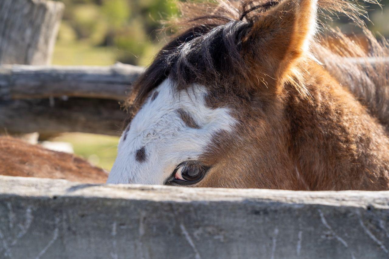 Caballo