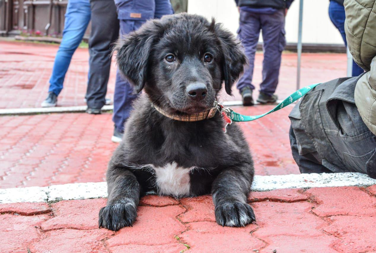 Perro Zoonosis