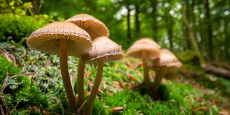 Tipos-de-hongos-silvestres-que-existen-en-Guatemala-41
