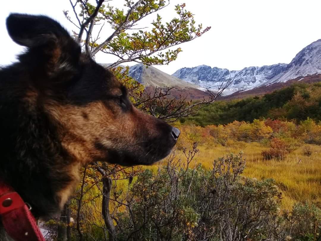 Perro paisaje