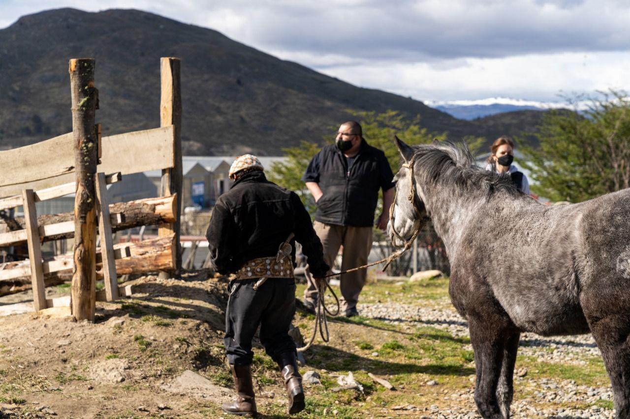 Caballo Ushuaia
