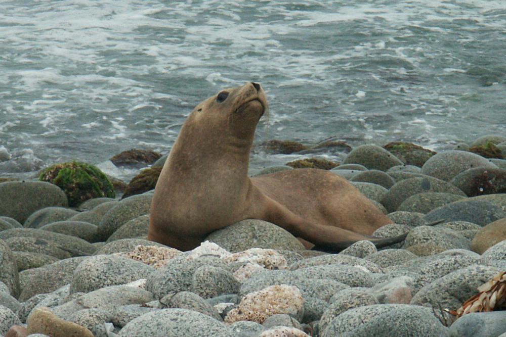 Lobo marino