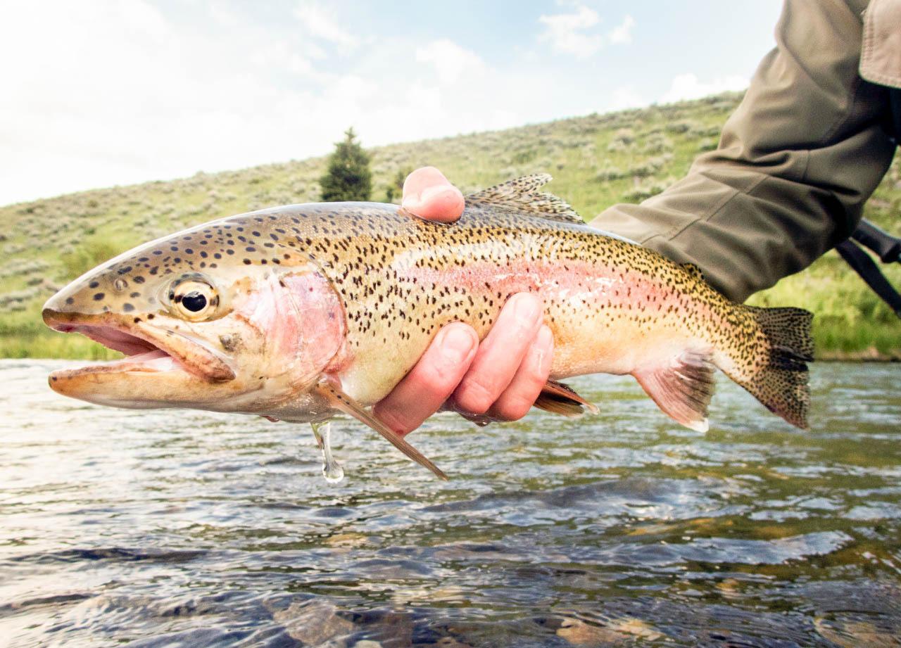 Pesca TDF