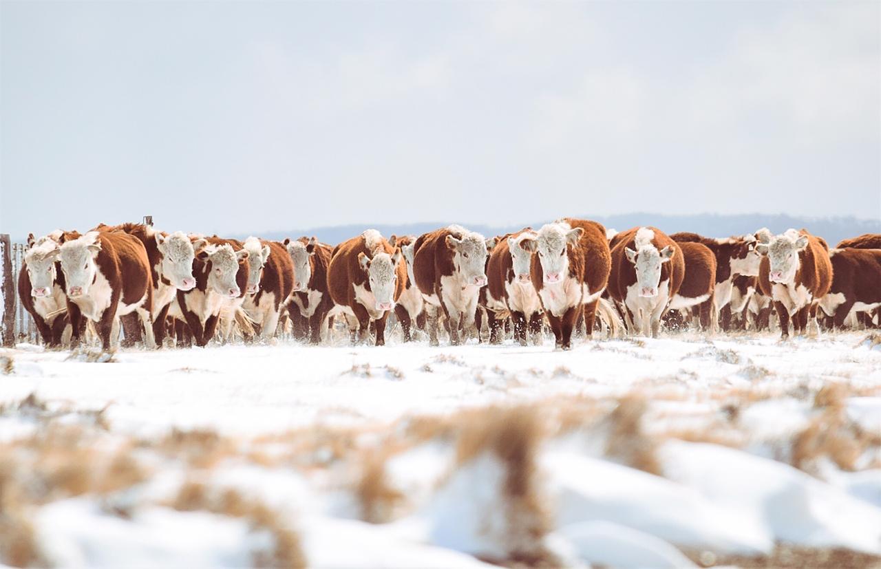 Rural vacas