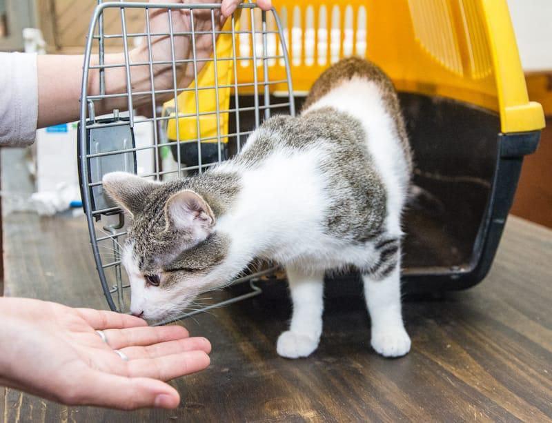 Felinos