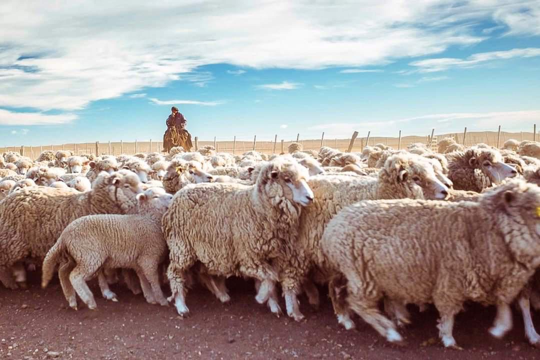 Ovejas rural